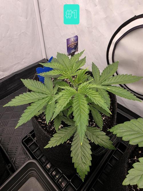 Eternity Grow Cup 2026 - Sticky Broccoli. Week 3 - 25.3.2026