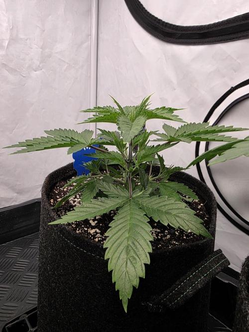 Eternity Grow Cup 2026 - Sticky Broccoli. Week 3 - 25.3.2026