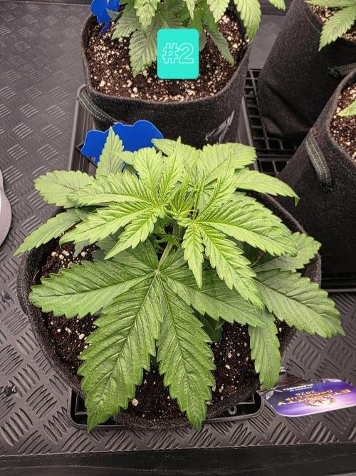 Eternity Grow Cup 2026 - Sticky Broccoli. Week 3 - 25.3.2026