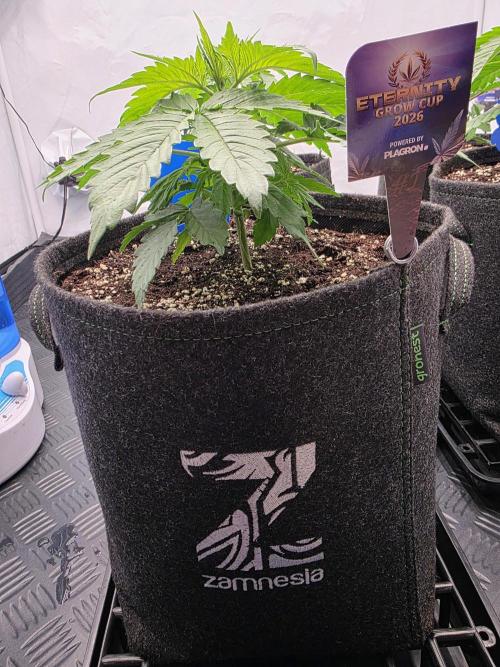 Eternity Grow Cup 2026 - Sticky Broccoli. Week 3 - 25.3.2026