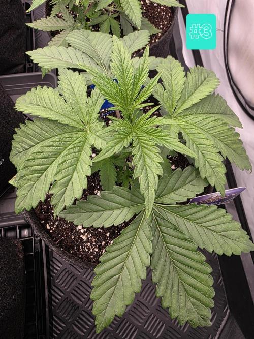Eternity Grow Cup 2026 - Sticky Broccoli. Week 3 - 25.3.2026