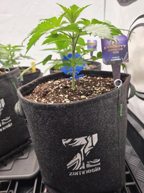 Eternity Grow Cup 2026 - Sticky Broccoli. Week 3 - 25.3.2026