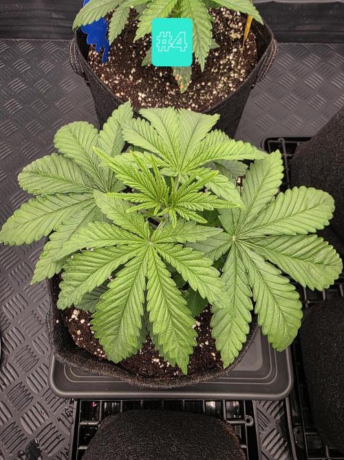 Eternity Grow Cup 2026 - Sticky Broccoli. Week 3 - 25.3.2026