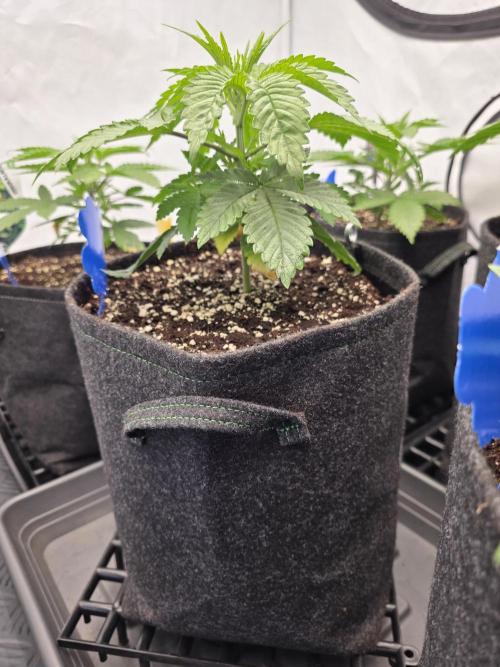 Eternity Grow Cup 2026 - Sticky Broccoli. Week 3 - 25.3.2026