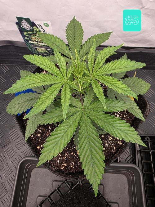 Eternity Grow Cup 2026 - Sticky Broccoli. Week 3 - 25.3.2026