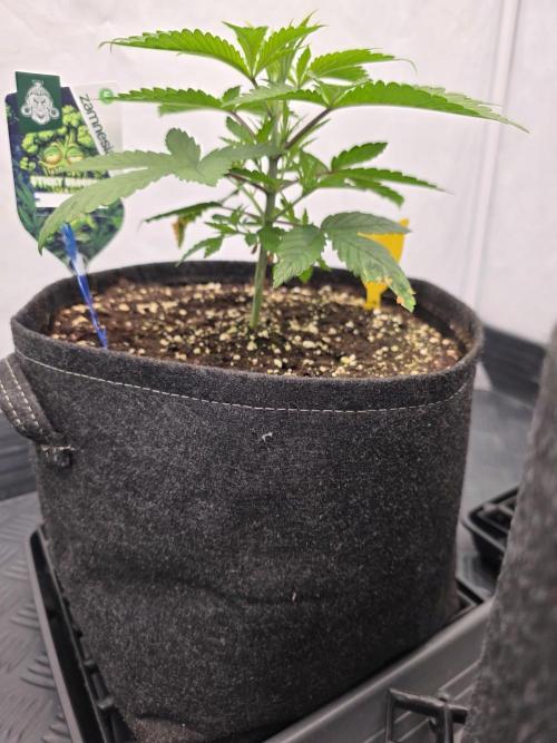Eternity Grow Cup 2026 - Sticky Broccoli. Week 3 - 25.3.2026
