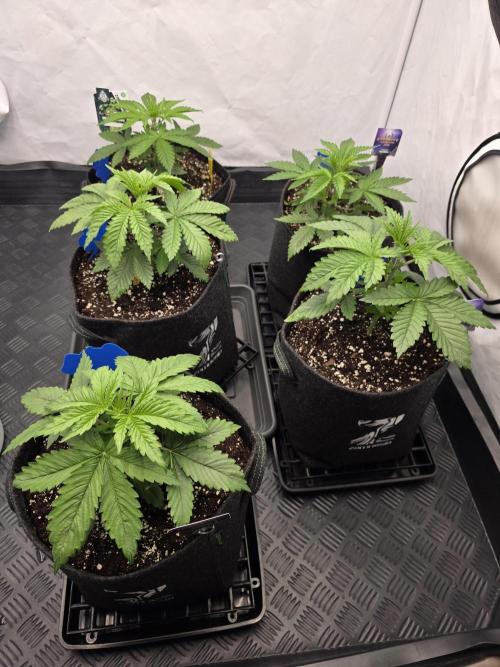 Eternity Grow Cup 2026 - Sticky Broccoli. Week 3 - 25.3.2026