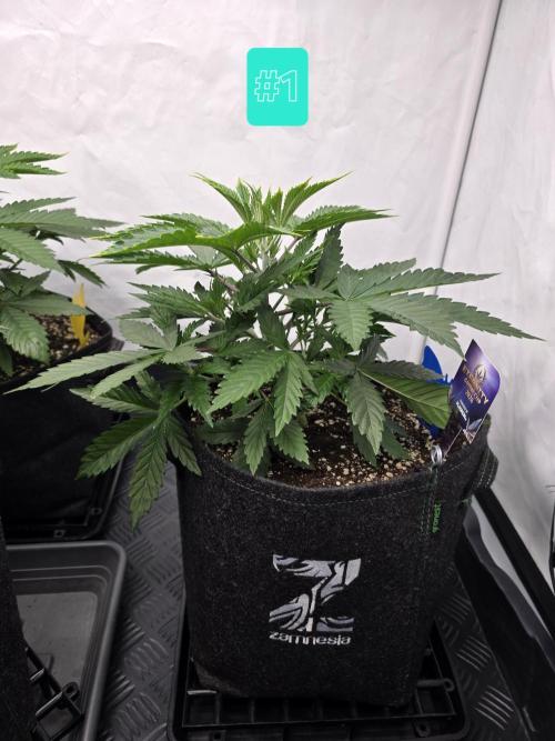 Eternity Grow Cup 2026 - Sticky Broccoli. Week 4 - 29.3.2026