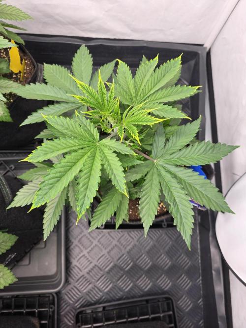Eternity Grow Cup 2026 - Sticky Broccoli. Week 4 - 29.3.2026