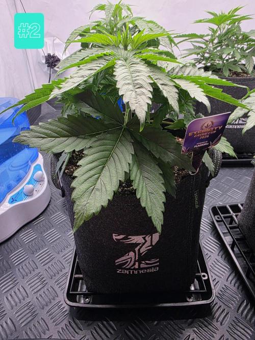 Eternity Grow Cup 2026 - Sticky Broccoli. Week 4 - 29.3.2026