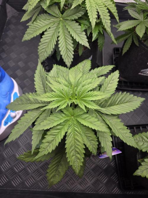 Eternity Grow Cup 2026 - Sticky Broccoli. Week 4 - 29.3.2026