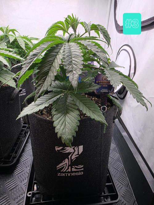 Eternity Grow Cup 2026 - Sticky Broccoli. Week 4 - 29.3.2026