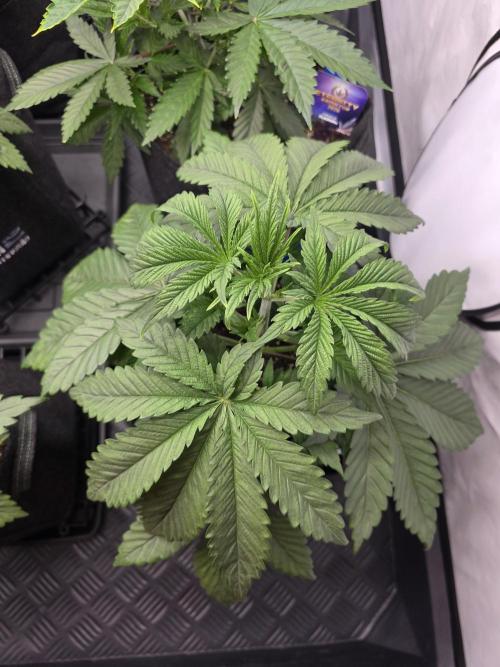 Eternity Grow Cup 2026 - Sticky Broccoli. Week 4 - 29.3.2026