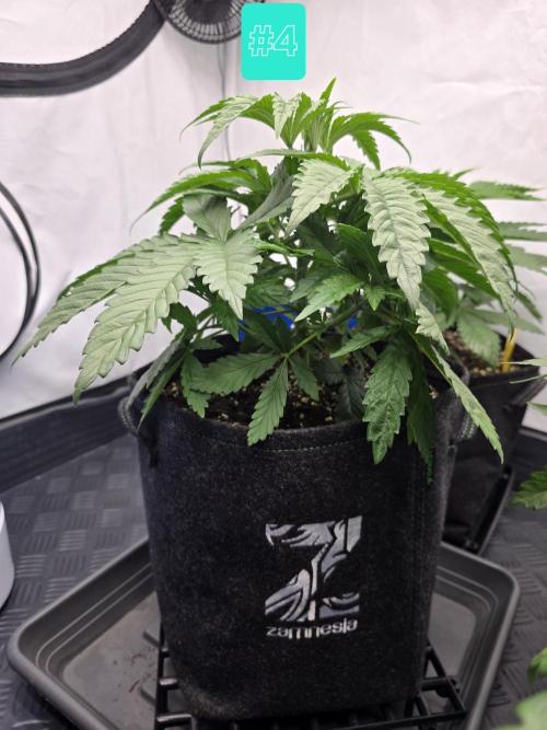 Eternity Grow Cup 2026 - Sticky Broccoli. Week 4 - 29.3.2026