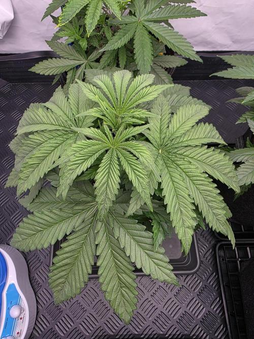 Eternity Grow Cup 2026 - Sticky Broccoli. Week 4 - 29.3.2026