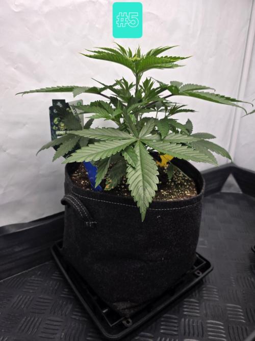 Eternity Grow Cup 2026 - Sticky Broccoli. Week 4 - 29.3.2026