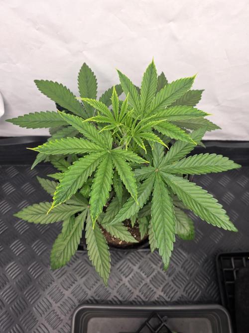 Eternity Grow Cup 2026 - Sticky Broccoli. Week 4 - 29.3.2026