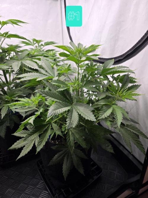 Eternity Grow Cup 2026 - Sticky Broccoli. Week 5 - 5.4.2026