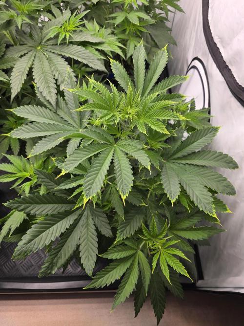 Eternity Grow Cup 2026 - Sticky Broccoli. Week 5 - 5.4.2026
