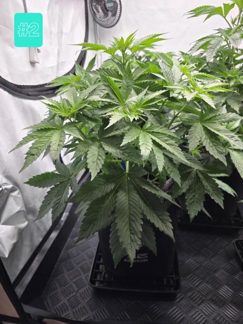 Eternity Grow Cup 2026 - Sticky Broccoli. Week 5 - 5.4.2026