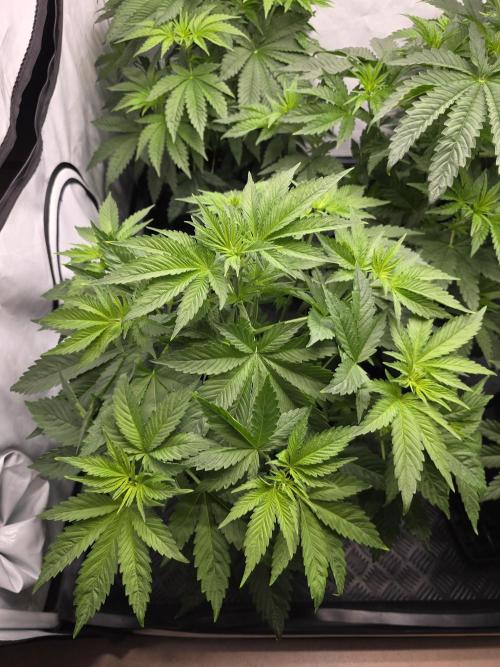 Eternity Grow Cup 2026 - Sticky Broccoli. Week 5 - 5.4.2026