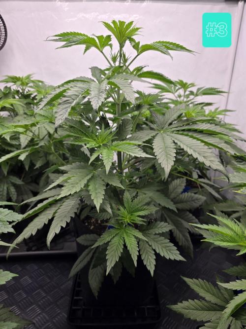 Eternity Grow Cup 2026 - Sticky Broccoli. Week 5 - 5.4.2026