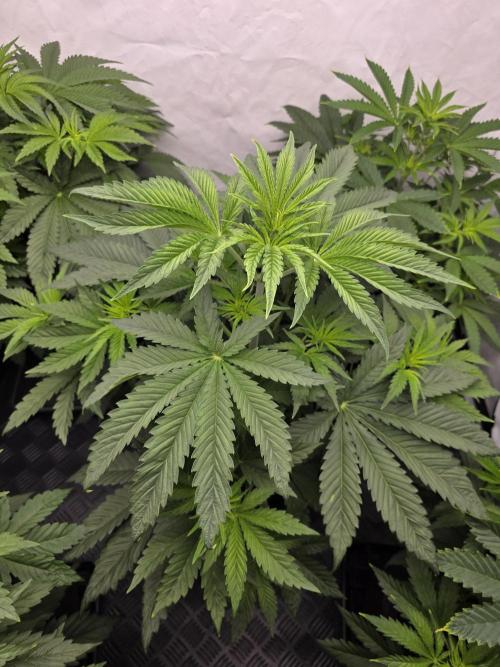 Eternity Grow Cup 2026 - Sticky Broccoli. Week 5 - 5.4.2026