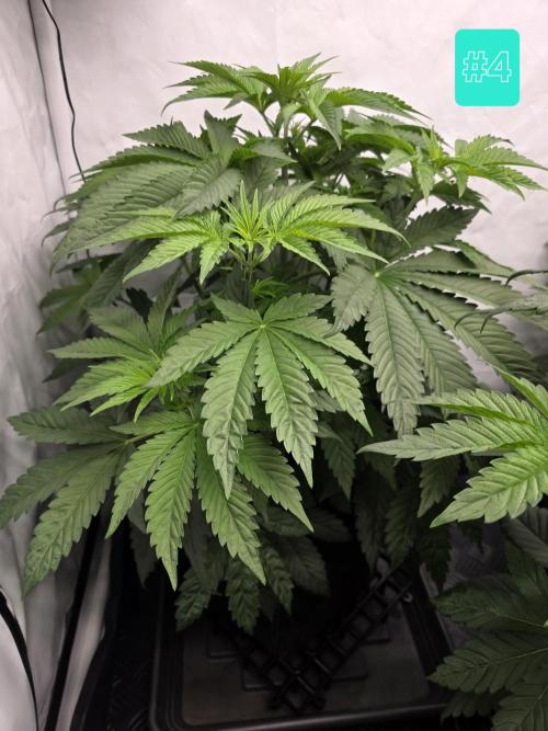 Eternity Grow Cup 2026 - Sticky Broccoli. Week 5 - 5.4.2026