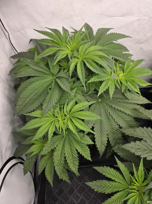 Eternity Grow Cup 2026 - Sticky Broccoli. Week 5 - 5.4.2026