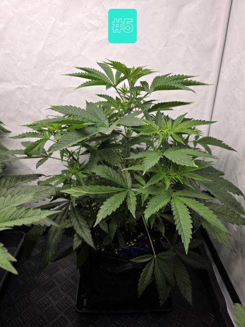 Eternity Grow Cup 2026 - Sticky Broccoli. Week 5 - 5.4.2026