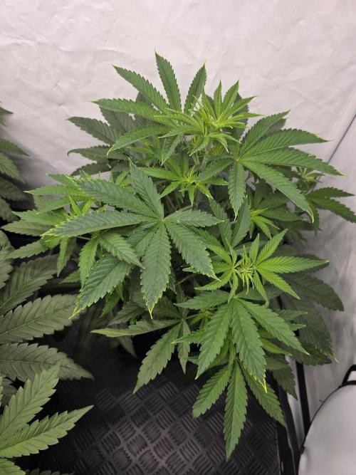 Eternity Grow Cup 2026 - Sticky Broccoli. Week 5 - 5.4.2026