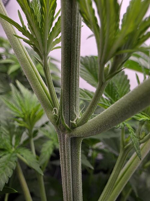 Eternity Grow Cup 2026 - Sticky Broccoli. Week 5 - 5.4.2026