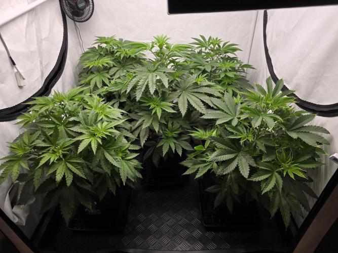 Eternity Grow Cup 2026 - Sticky Broccoli. Week 5 - 5.4.2026