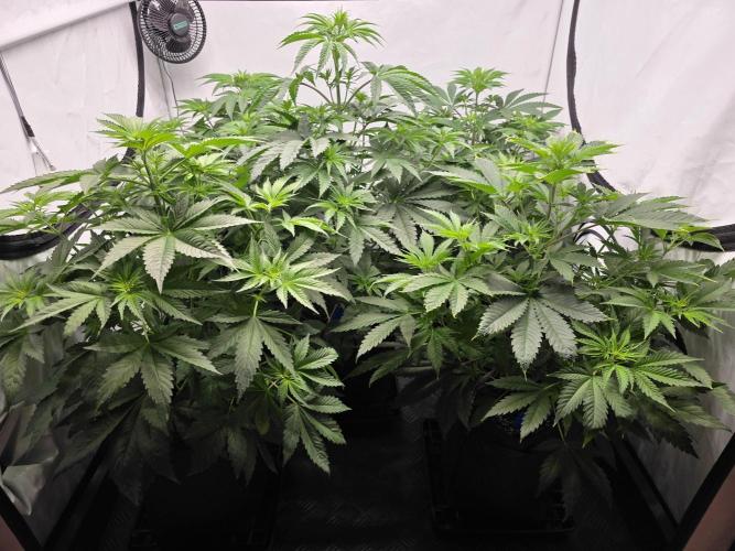 Eternity Grow Cup 2026 - Sticky Broccoli. Week 5 - 8.4.2026