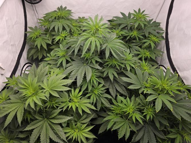 Eternity Grow Cup 2026 - Sticky Broccoli. Week 5 - 8.4.2026