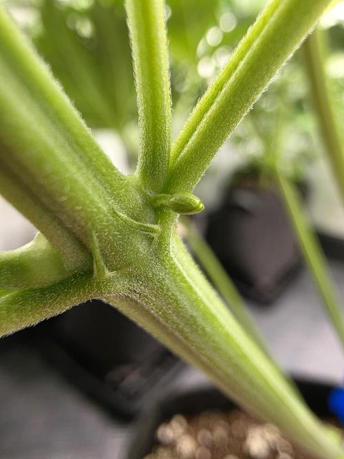 Eternity Grow Cup 2026 - Sticky Broccoli. Week 5 - #3 Zwitter 