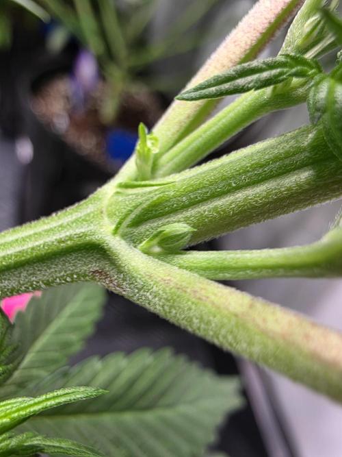 Eternity Grow Cup 2026 - Sticky Broccoli. Week 5 - #3 Zwitter