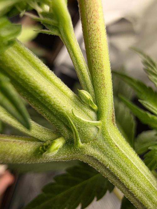 Eternity Grow Cup 2026 - Sticky Broccoli. Week 5 - #3 Zwitter