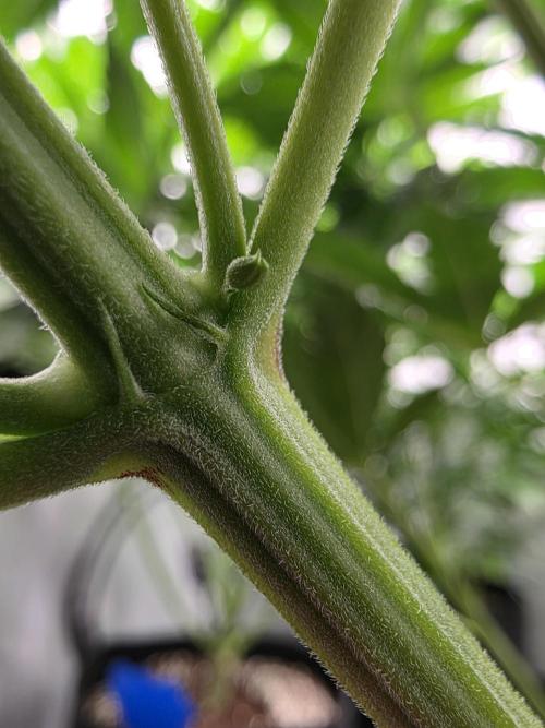 Eternity Grow Cup 2026 - Sticky Broccoli. Week 5 - #3 Zwitter