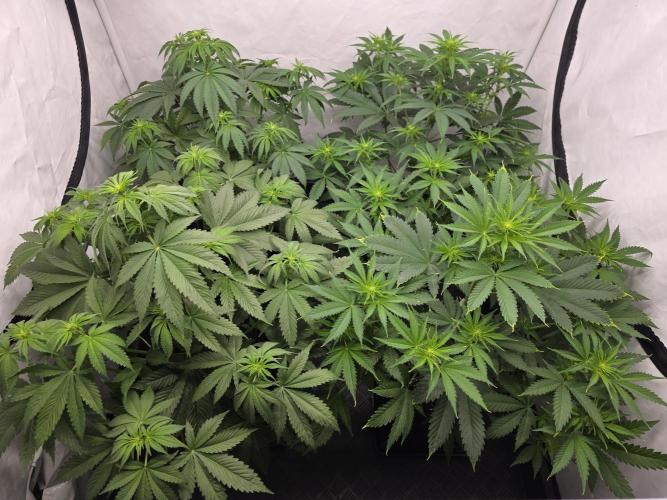 Eternity Grow Cup 2026 - Sticky Broccoli. Week 6 - 12.4.2026