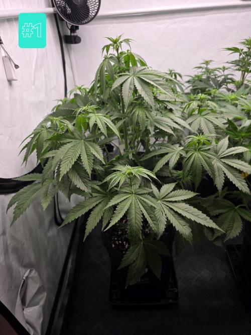 Eternity Grow Cup 2026 - Sticky Broccoli. Week 6 - 12.4.2026