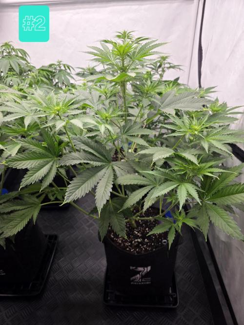 Eternity Grow Cup 2026 - Sticky Broccoli. Week 6 - 12.4.2026