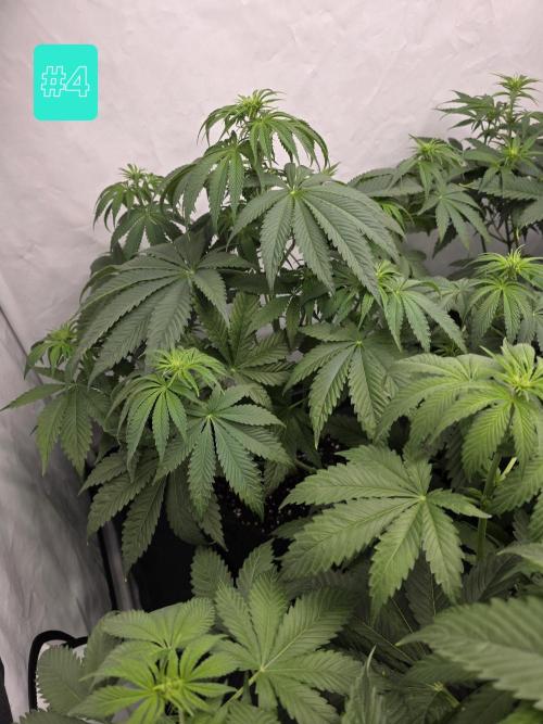 Eternity Grow Cup 2026 - Sticky Broccoli. Week 6 - 12.4.2026