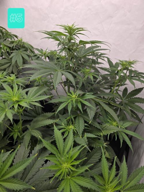 Eternity Grow Cup 2026 - Sticky Broccoli. Week 6 - 12.4.2026