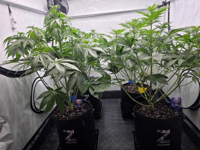 Eternity Grow Cup 2026 - Sticky Broccoli. Week 6 - 12.4.2026