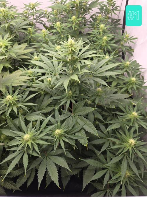 Eternity Grow Cup 2026 - Sticky Broccoli. Week 7 - 19.4.2026