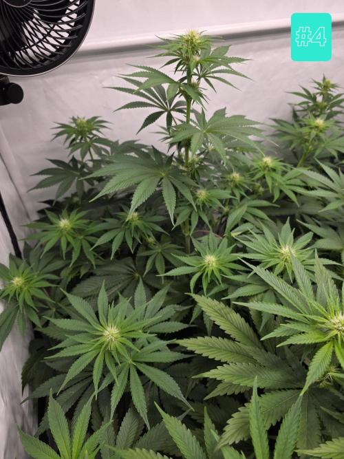 Eternity Grow Cup 2026 - Sticky Broccoli. Week 7 - 19.4.2026
