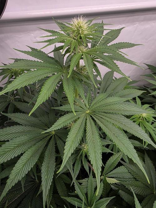 Eternity Grow Cup 2026 - Sticky Broccoli. Week 7 - 19.4.2026