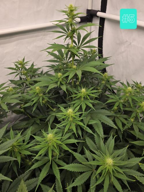 Eternity Grow Cup 2026 - Sticky Broccoli. Week 7 - 19.4.2026