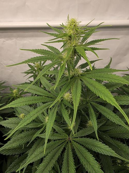 Eternity Grow Cup 2026 - Sticky Broccoli. Week 7 - 19.4.2026